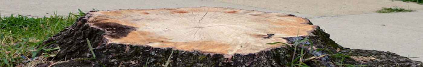 Tree Stump Boulder Colorado