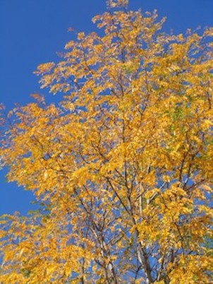 Aspen tree in Boulder, Colorado during autumn