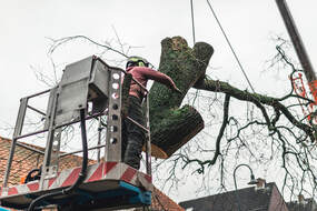 Removing the main trunk during tree removal service